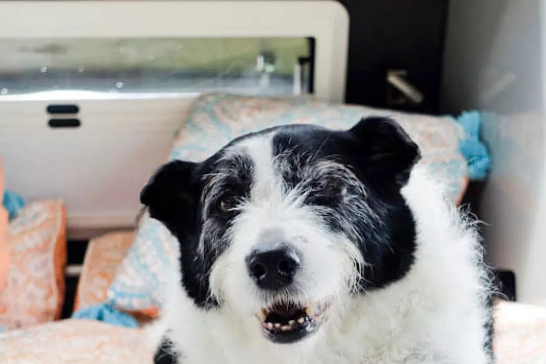 Border collie on caravan bed