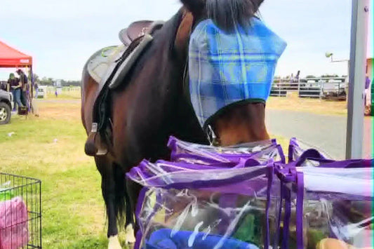 Horse  looking in clear camping bag at show stand